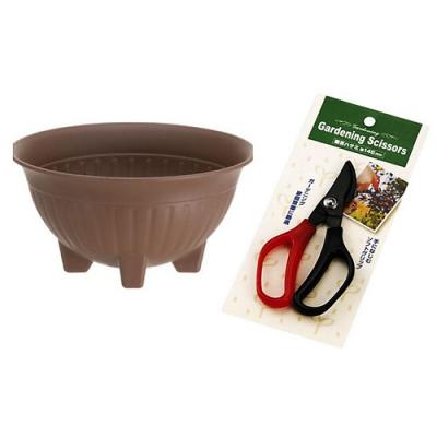 Combo chậu hoa có chân